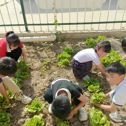一个汉堡的奇妙旅行 ——僧固乡辉县屯小学校园劳动实践活动
