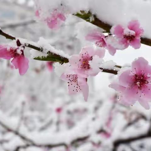 【西沿里小学】——瑞雪满校园 清雪暖人心