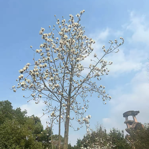 我爱美丽的春天