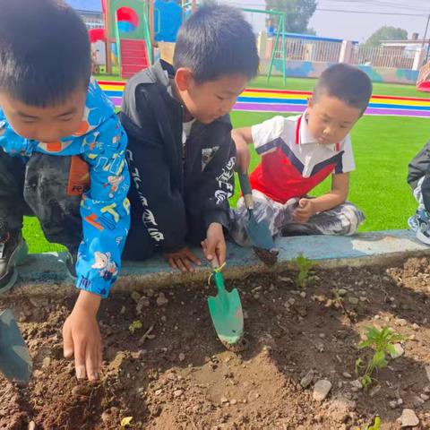 “小小种植家，收获自然趣”扎赉特旗巴岱中心幼儿园种植教育实践活动
