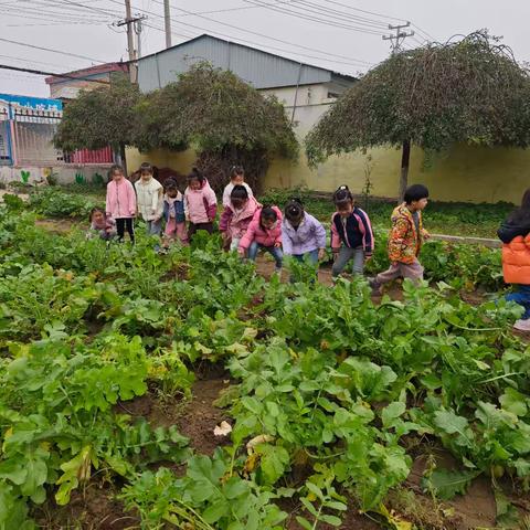 小小菜地，大大收获——沙幼大一班