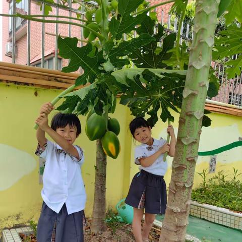 九比幼儿园大一班 《我与木瓜探秘》学习故事