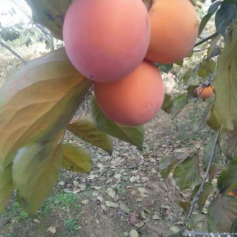 霜🍂降到，晒柿饼🍅—通运幼儿园大一班主题活动