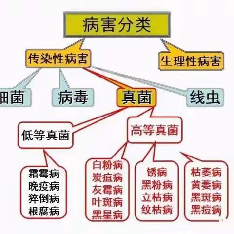 快速识别蔬菜真菌、细菌、病毒性病害（附防治方法）顺口溜来了！