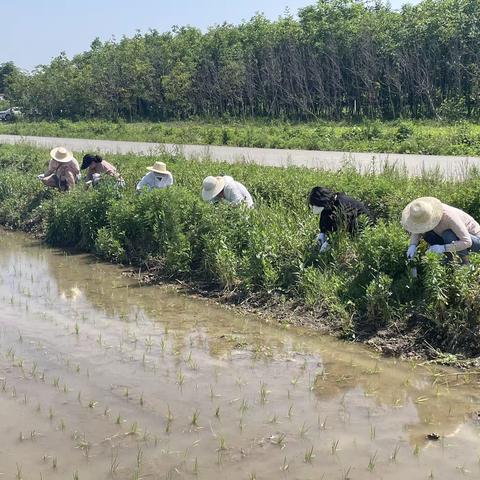 鄠邑区投资控股有限公司助力“曲水稻香”国家农业示范园三夏抢收