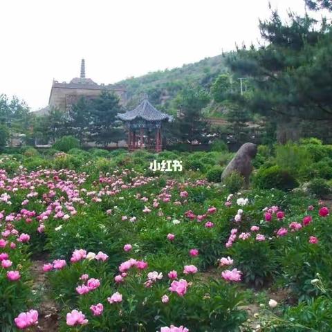 袅袅歌韵润牡丹