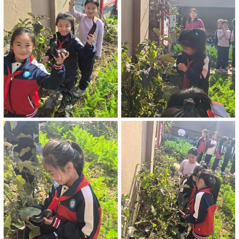 以劳动之乐 享丰收之趣———沂水县第八实验小学秋收劳动纪实