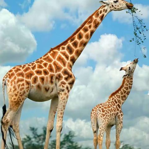 华香幼儿园大一班本周小绘星作品展《高高的长颈鹿🦒》