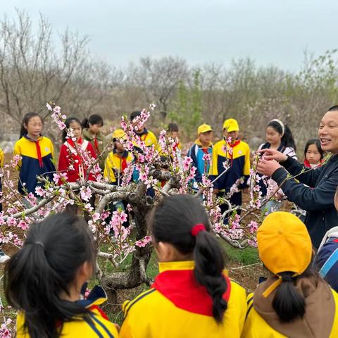 【曹庄小学•学科融合式教学初见成效】朵朵桃花向阳开  劳动实践促成长——吴林街道曹庄小学劳动教育系列活动