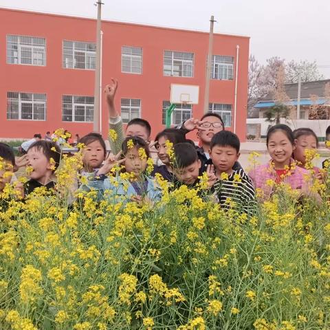 接地气润童心——黄庄镇高召村小学校本课在衔泥中放飞