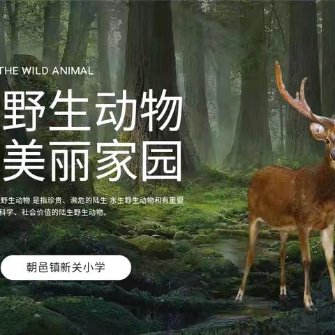 【“三名＋建设】保护野生动物 守护美丽家园——云棋小学教育集团朝邑镇新关小学保护野生动物系列主题活动