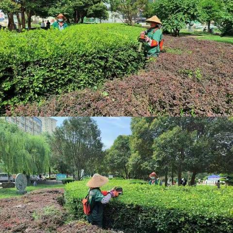 【临潼住建•市政】夏日酷热天气   绿植勤修勤灌