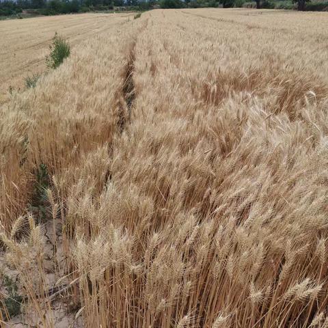 下村麦海“淘金”记，丰收图景太治愈
