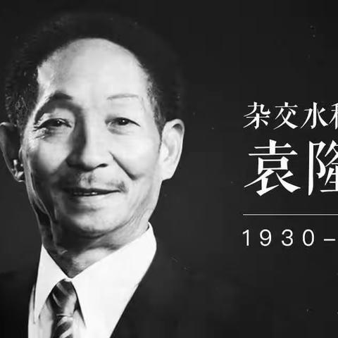 稻香长存，国士无双 ——铭记袁隆平老先生