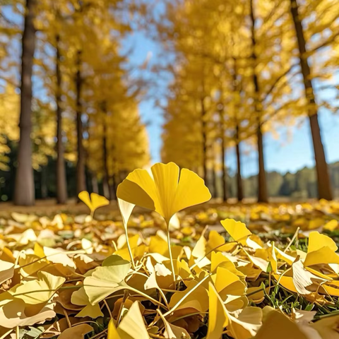 “城区三小272班语文实践作业——-寻找秋天的足迹”