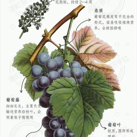 自然为师 探索藤上的“宝藏 ” ﻿葡萄、西梅的欢乐时光