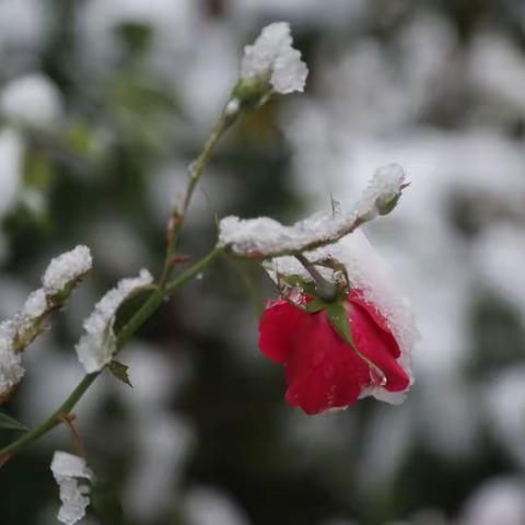 巳蛇寒露后的第一场雪