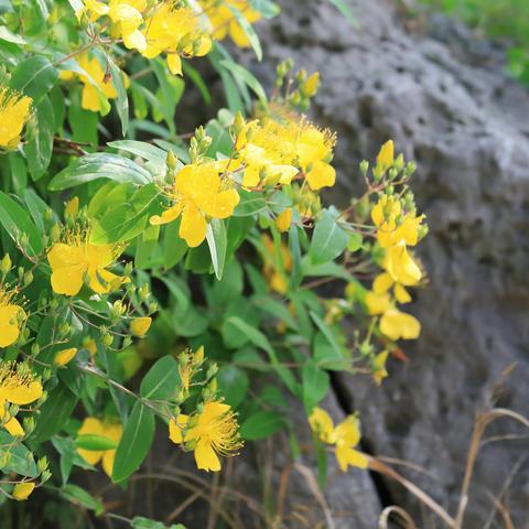 唐岛湾金丝桃花盛开