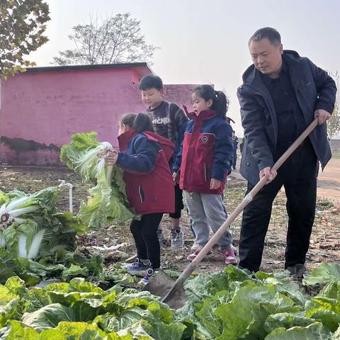 传承耕读文化                        共享丰收之乐 [蔡辛庄学校劳动周教育系列活动之收白菜]