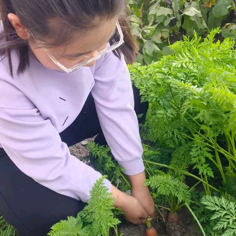 伊敏河镇第一小学六年一班高诚优收获节 ——劳动教育学科活动