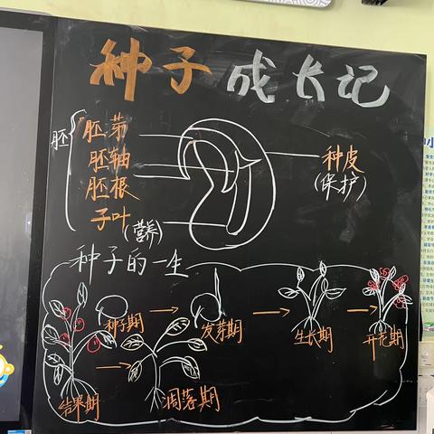 「植物主题」第四辑——威海市第二实验小学2023级8班