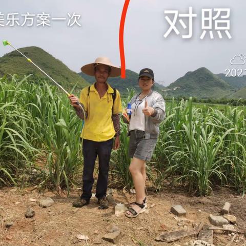 保美乐甘蔗提质增产方案——马山三妹农资