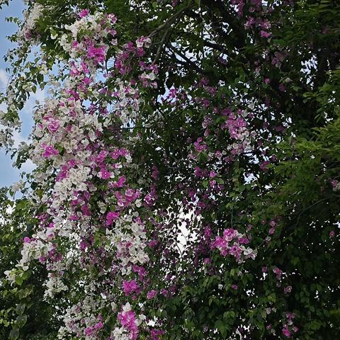 春分时节踏春赏花 研学路上增才长智 ——康艺学校“行走的思政课”社会实践