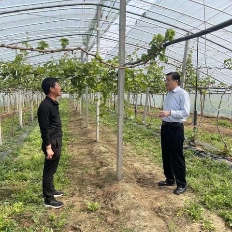 区领导王绍山深入农业企业调研指导工作