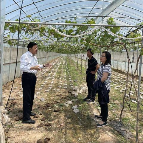 区领导王绍山接待中国农科院郑州果树所专家张颖教授