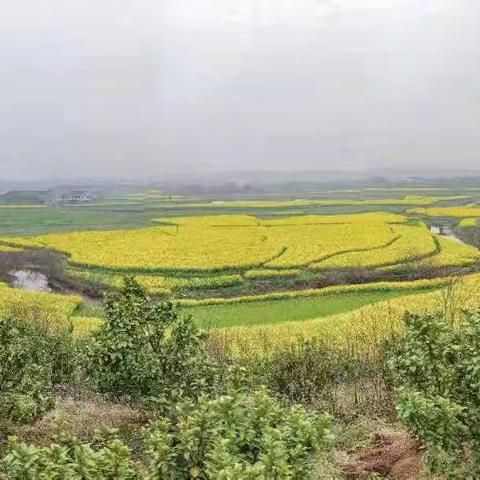 站在山巅望家乡，满目皆是菜花香