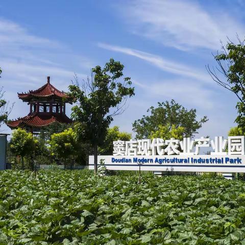 麦浪欢歌：镜头下的金色盛宴