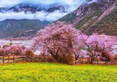 桃花雨中尽芬芳（修改版）