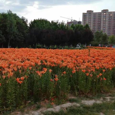 端午节的富平百合