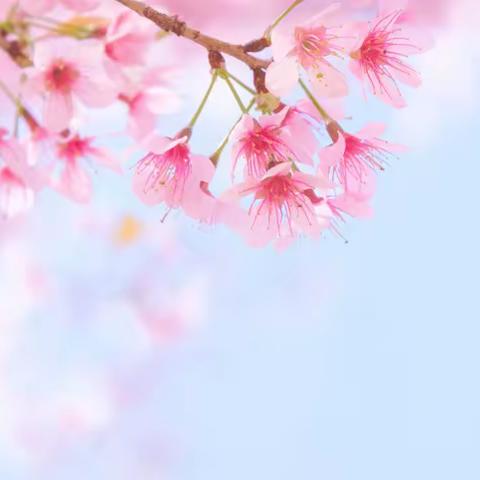 🏠幼儿园里的小美好💐娃娃之家幼儿园一周活动美篇