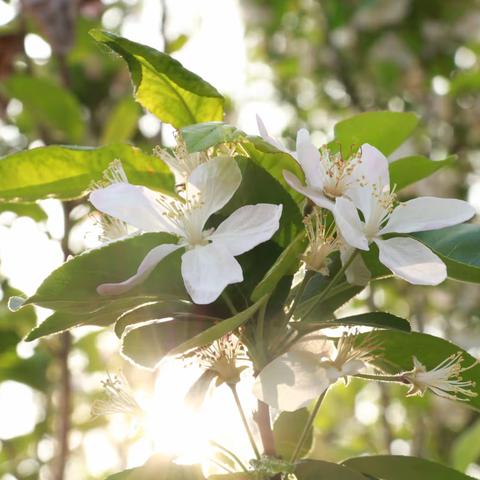 颜家庄联办小学的春天
