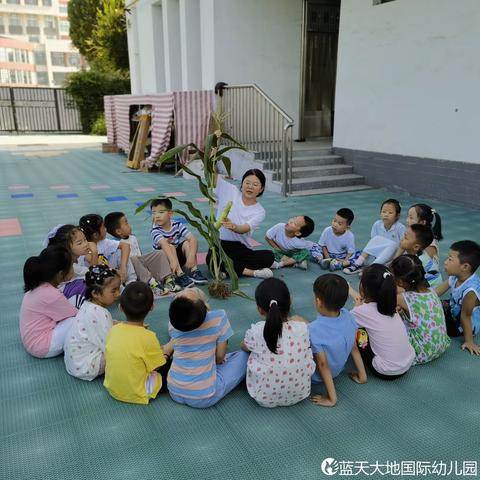 蓝天大地幼儿园大一班生活化课程《玉米我知道》