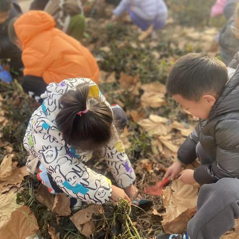 蓝天大地幼儿园大一班生活化课程《心有所“薯”》