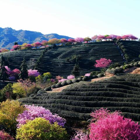 永福樱花园