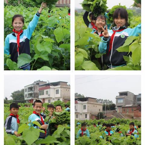 五育并举展风采，蓄力成长向未来——黄冕小学“五育并举”系列活动