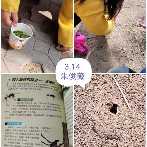 单县经济开发区实验小学三年级一级部 语文综合性学习： 探索昆虫奥秘