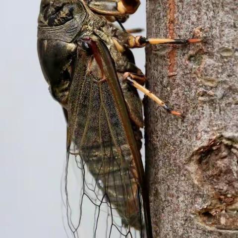 寻找夏天的声音