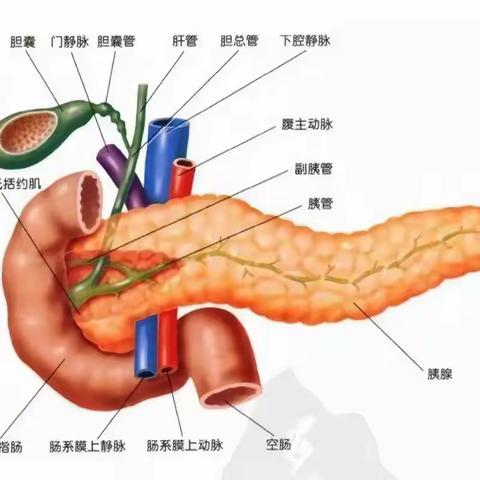 急性胰腺炎，你必须要知道的小常识