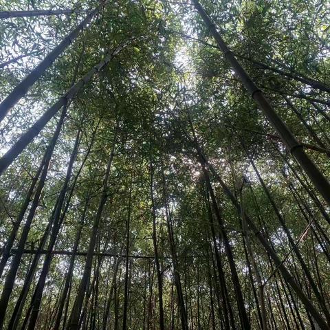 感悟生命的力量， 赴一场春夏之约。                          ----凤林中学六年七班