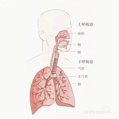 小儿急性支气管炎有关内容