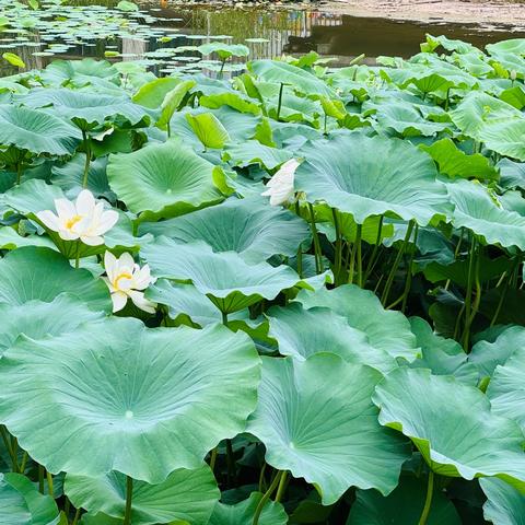 夏至到，盛夏始 九色鹿香堤荣府幼儿园夏至主题活动