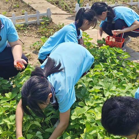 劳动创造幸福 向“莓”好出发                --耿庄村小学劳动实践活动