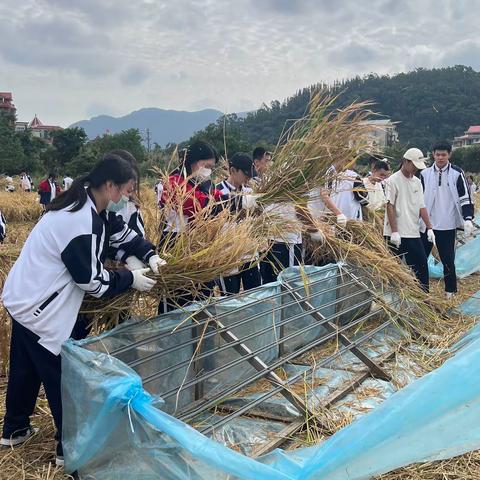 22电商｜割稻打谷庆丰收 拼布团扇助环保——飞思农庄劳动实践活动