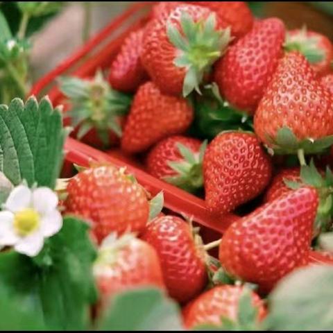 喜上“莓”梢 共赴“🍓”好——汉丰四校2021级2班《大美汉丰湖》主题实践活动