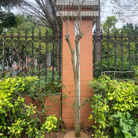 争做绿城小护士 我和小树共成长——813班三月成长记录一