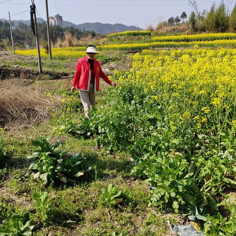 罂粟踏查、禁毒有我